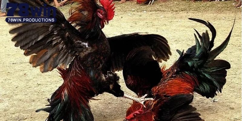 Đá Gà Trực Tiếp 88 - Sảnh Giải Trí Ăn Khách Số 1 Tại 78win 7 Top 3 hình thức đá gà online đứng đầu lượt xem